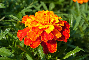 Similar image 250305