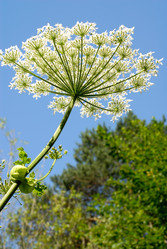 Similar image 250613