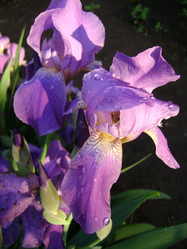 Similar image 250858