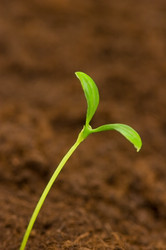 Similar image 251301