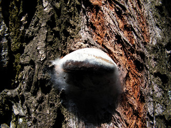 Similar image 251446