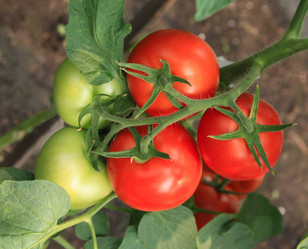 Similar image 251706