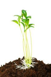 Similar image 251865