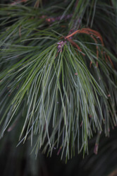 Similar image 251899