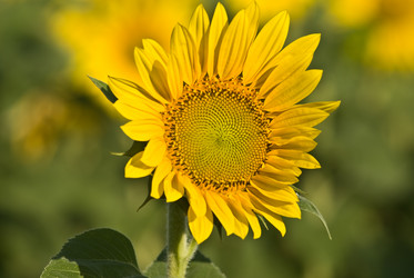 Similar image 252110