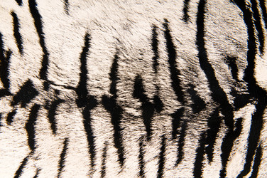 Similar image 252553