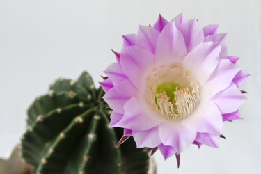 Similar image 253119