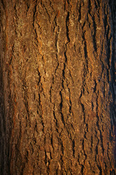 Similar image 253153