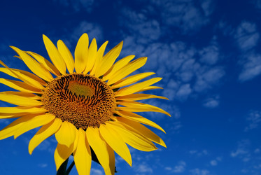 Similar image 253461