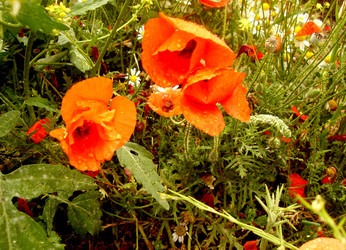 Similar image 253859