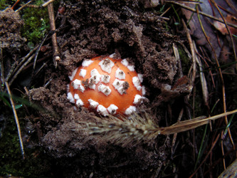 Similar image 254484