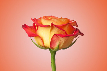 Similar image 254617