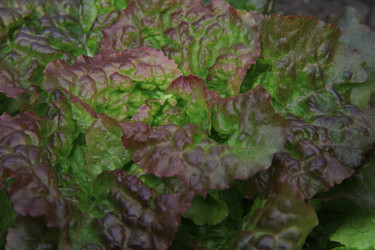 Similar image 254775