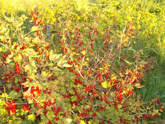 Similar image 254892