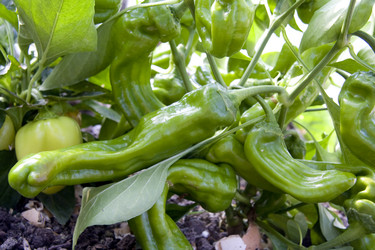 Similar image 255225