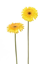 Similar image 255340