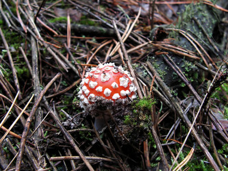 Similar image 255486