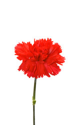 Similar image 255750