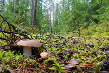 Similar image 255918