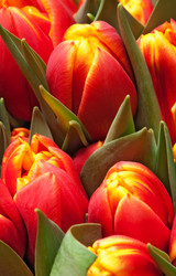 Similar image 256125