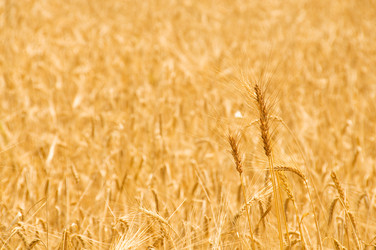 Similar image 256483