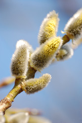 Similar image 257286