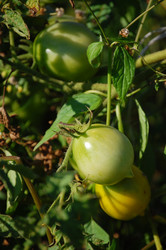 Similar image 258201