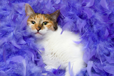 Similar image 258914