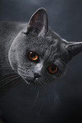 Similar image 259419