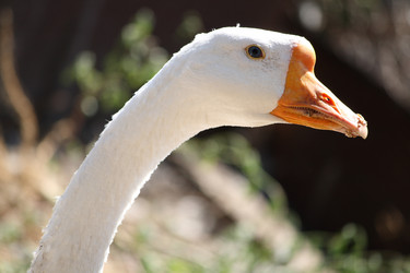 Similar image 259444