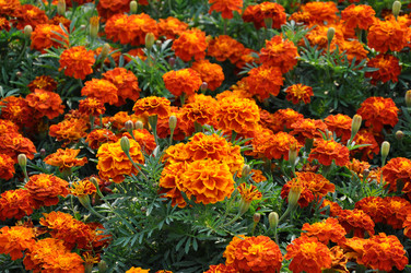 Similar image 259520