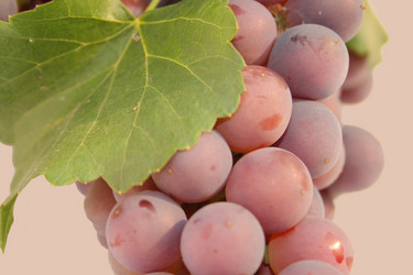 Similar image 259663