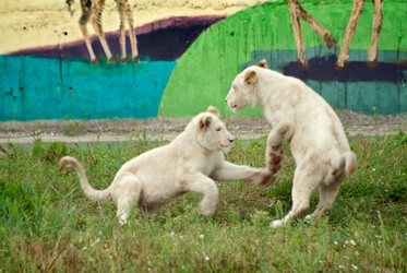 Similar image 259729