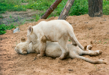 Similar image 259730