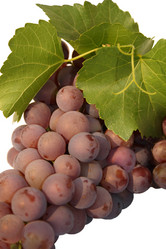 Similar image 260456