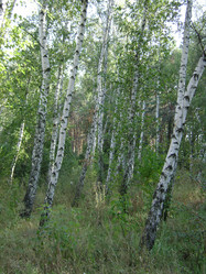 Similar image 260642