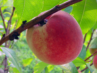 Similar image 260676