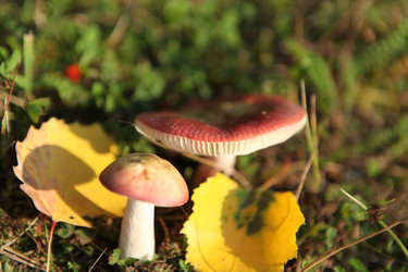 Similar image 260679