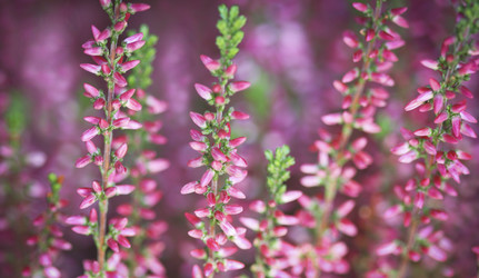 Similar image 260734