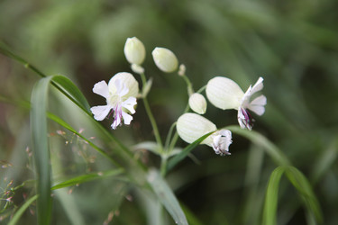 Similar image 260735