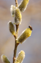 Similar image 260861