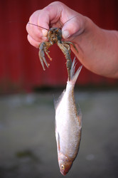 Similar image 261699