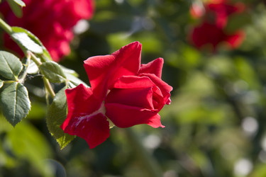 Similar image 262194