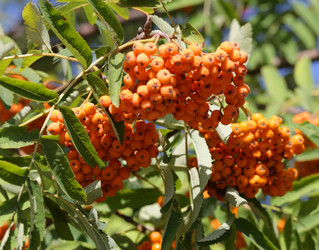 Similar image 262249