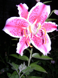 Similar image 263049