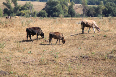 Similar image 263069