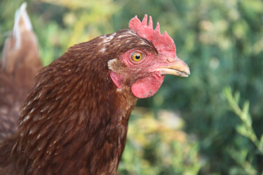 Similar image 263145