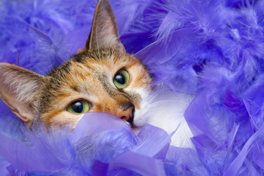 Similar image 263330