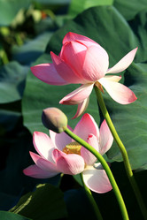 Similar image 263609