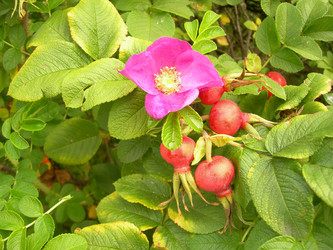 Similar image 263753